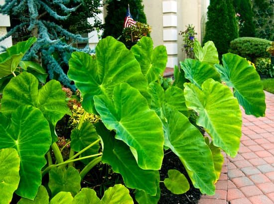canva elephant ear plants MAEEMlhSqLg