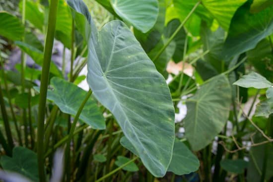 canva elephant ear plants focus selective. MAEMm8T14N8