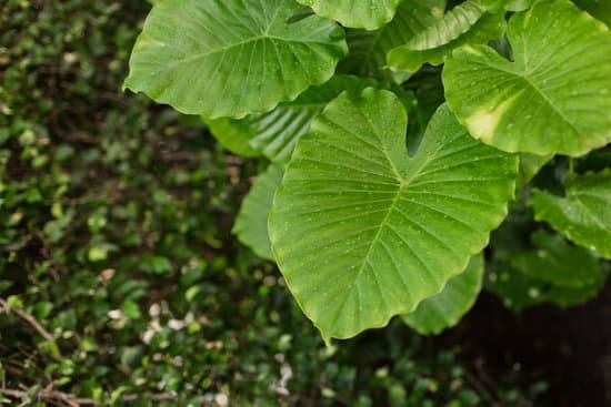 canva elephants ear plant