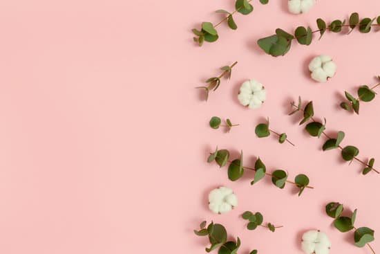 canva eucalyptus and cotton flatlay MAEMcUhrvhk