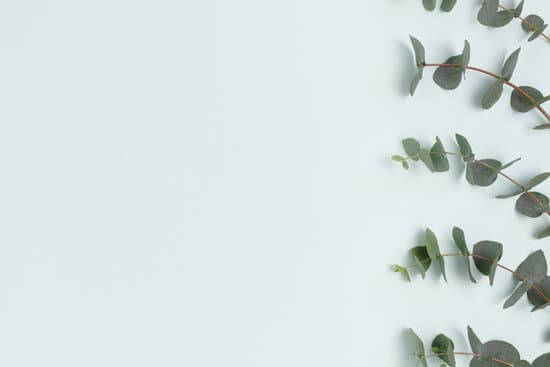 canva eucalyptus branches on blue background copy space MAEN25hcSDs