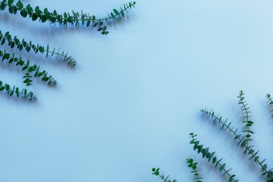 canva eucalyptus branches on light blue background MAEN UQo1i8