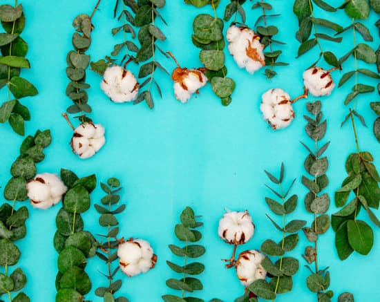 canva eucalyptus leaves and cotton