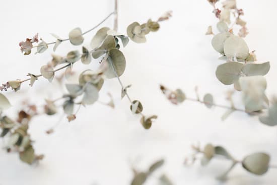 canva eucalyptus leaves on white background