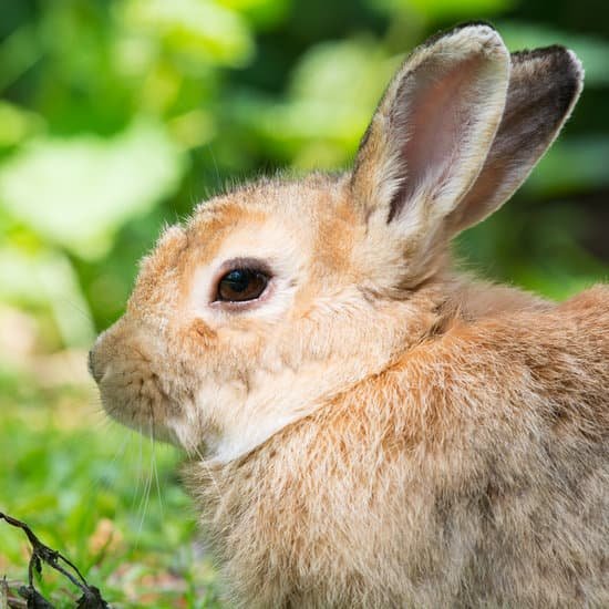 canva european rabbit MACuKNR9VpM