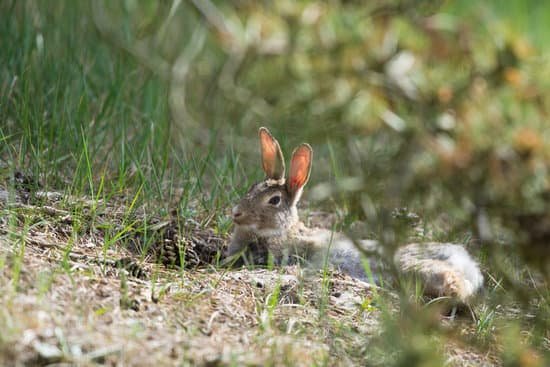 canva european rabbit in nature MACuKHeJJBA