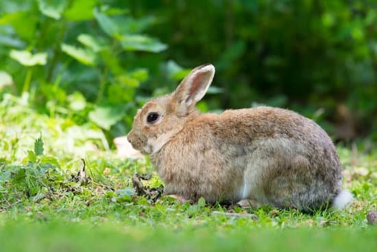 canva european rabbit in wild MACuKAk3rmQ