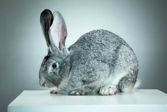 canva european rabbit or common rabbit 2 months old oryctolagus cuniculus MAERsfgUGDc