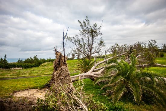 canva fallen palm tree after hurricane bermuda MAED3EnELQ4