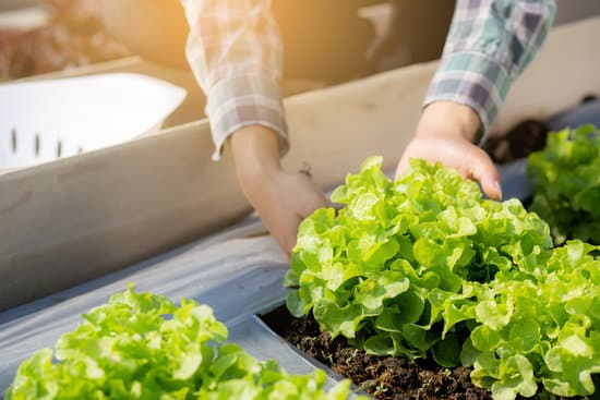 canva farmer checks growing lettuce in greenhouse MAERSUT3w4c