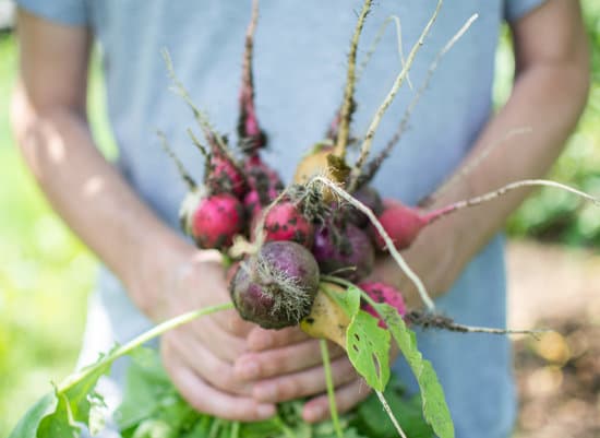 canva farmer holding a bunch of beets MAEQzAUOnYU