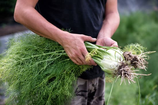 canva farmer holding a bunch of freshly harvested fennel MAEOrWrqiiY