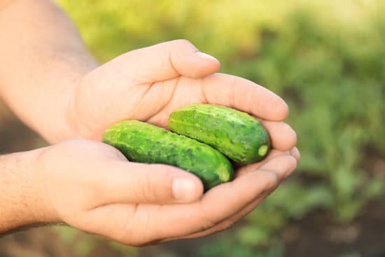 canva farmer holding cucumbers MAD9T3G22gc