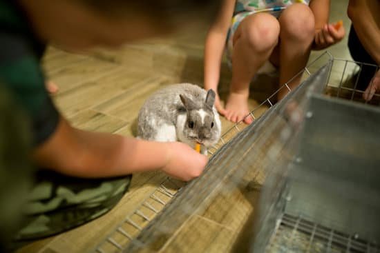 canva feeding rabbit MACg zUuAGg