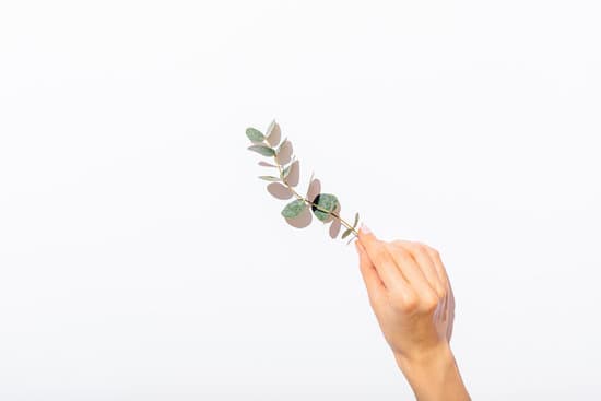 canva female hand holding branch of eucalyptus MAEWkwjoZ1k