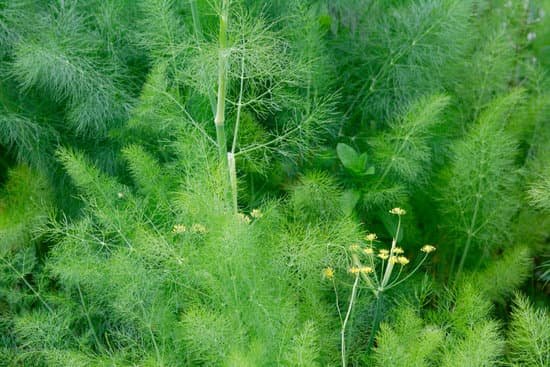 canva fennel MAC AyiCLOs