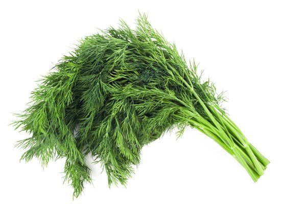 canva fennel MAC8Z aYQn4