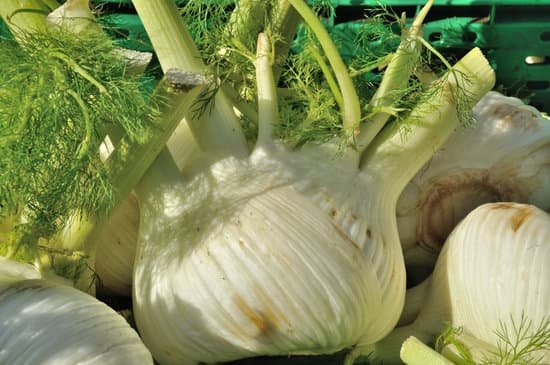 canva fennel MADA33DlUOQ