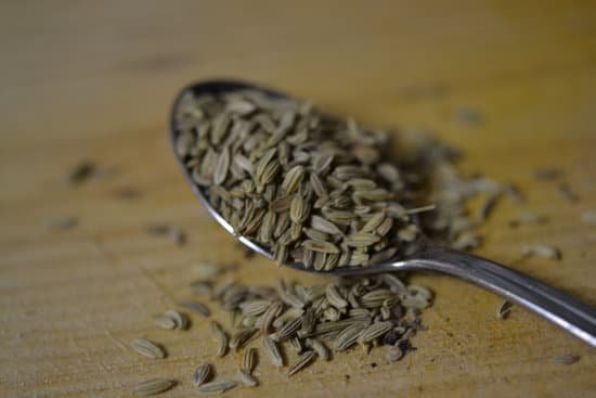 canva fennel MADCD Hn1No