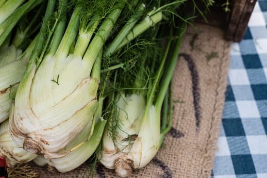 canva fennel