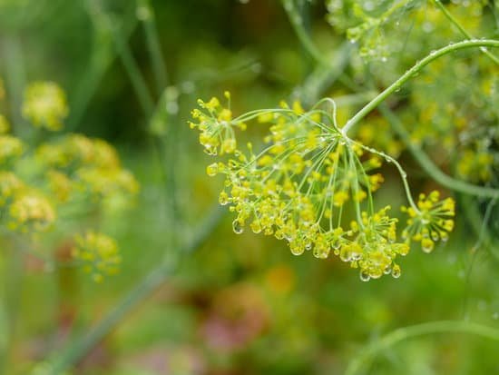 canva fennel MADCfRRPArs
