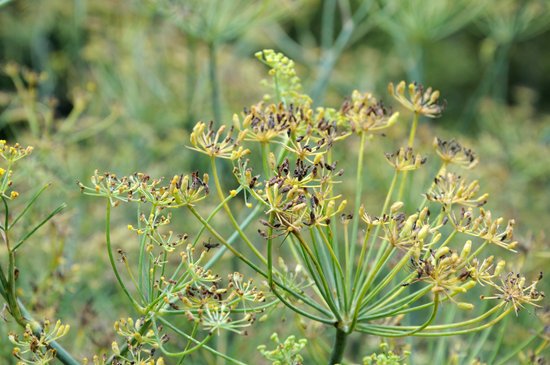 canva fennel MADGCMvPOB4