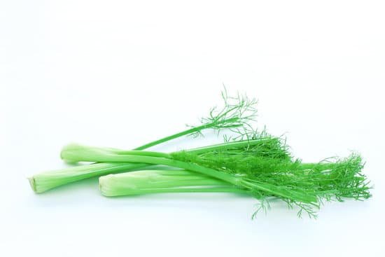 canva fennel