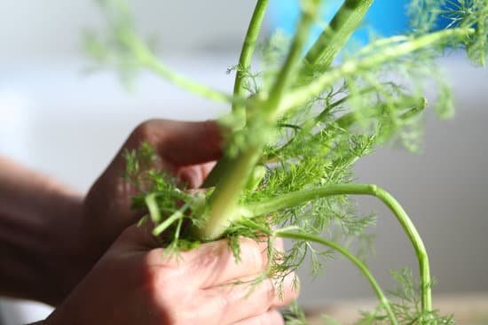 canva fennel