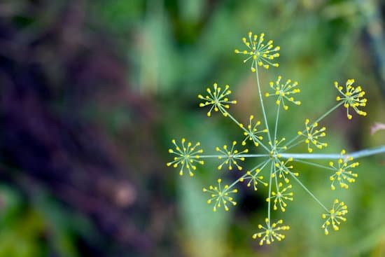 canva fennel MAEFDxf3 28