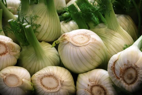 canva fennel for sale MADCIS8LGzY