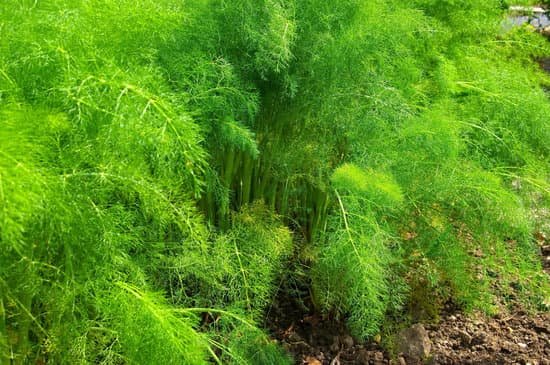 canva fennel plant MADB4GyOEr4