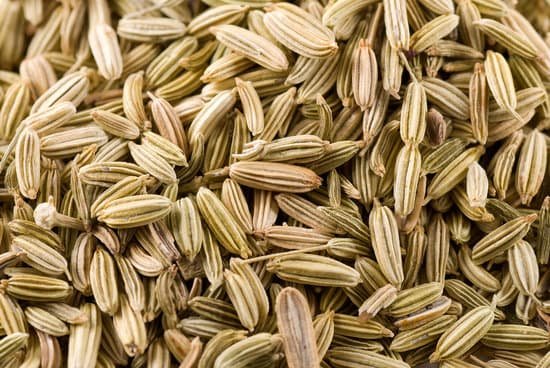 canva fennel seeds MAC 4OsJtOw