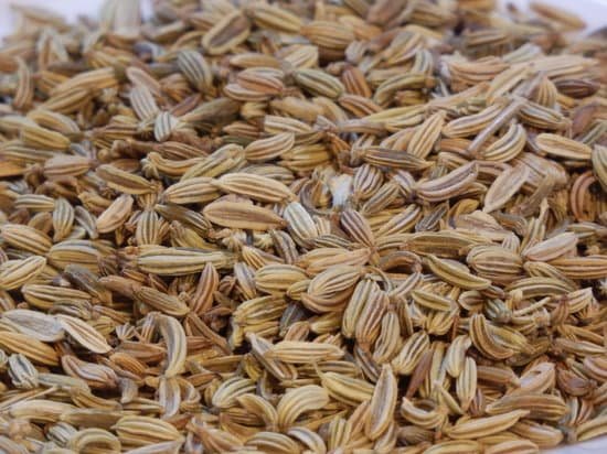 canva fennel seeds MADBjQ 6N6k