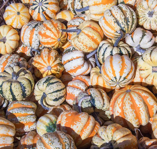 canva festive autumn acorn squash