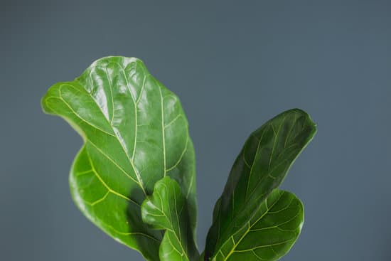 canva ficus lyrata or fiddle leaf fig tropical houseplant stock photo MAEN5we7P8Y