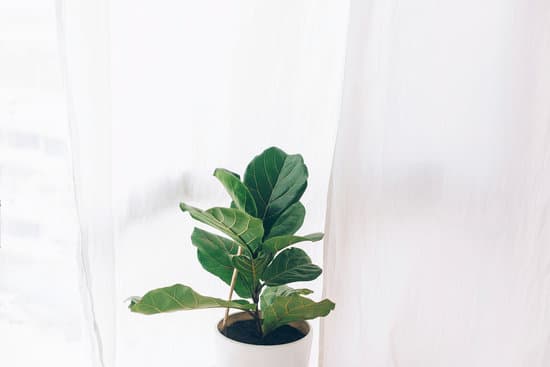 canva ficus lyrata. beautiful fiddle leaf fig tree plant with big gre MAEYbk06U Q