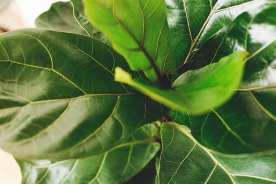 canva ficus lyrata. beautiful fiddle leaf tree fresh new green leaves growing from fig tree on white background. top view. houseplant. plants in modern interior room MAD7B8Megkw