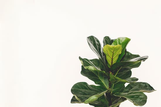 canva ficus lyrata. beautiful fiddle leaf tree leaves on white backgro MAEYYB6bVpU