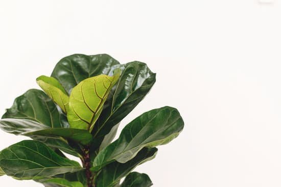 canva ficus lyrata. beautiful fiddle leaf tree leaves on white background. fresh new green leaves growing from fig tree close up. copy space. houseplant. plants in modern interior room MAD7B8i9ye0