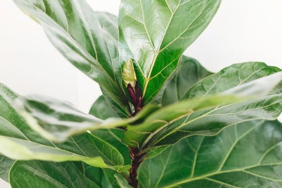 canva ficus lyrata. beautiful fiddle leaf tree leaves on white background. fresh new green leaves growing from fig tree close up. houseplant. plants in modern interior room MAD7B74TWOI