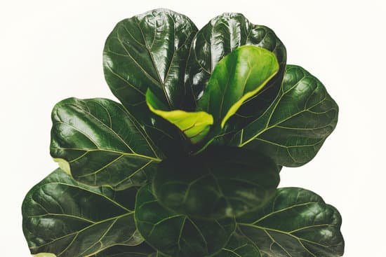 canva ficus lyrata. beautiful fiddle leaf tree leaves on white background. fresh new green leaves growing from fig tree close up. houseplant. plants in modern interior room MAD7B81zgc4