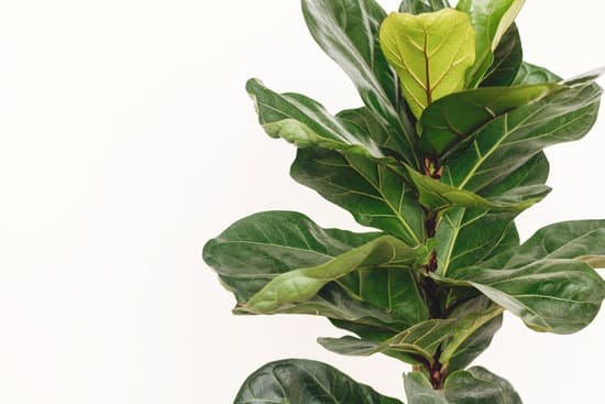 canva ficus lyrata. beautiful fiddle leaf tree leaves on white background. fresh new green leaves growing from fig tree close up. houseplant. plants in modern interior room