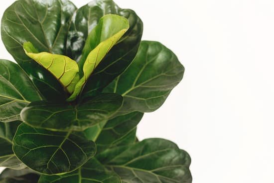 canva ficus lyrata. beautiful fiddle leaf tree leaves on white background. fresh new green leaves growing from fig tree close up. houseplant. plants in modern interior room