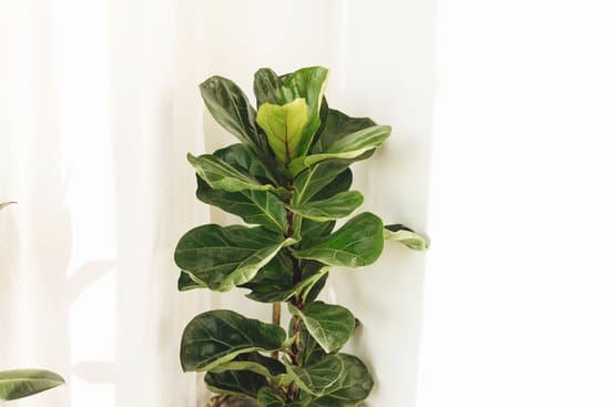 canva ficus lyrata. beautiful fiddle leaf tree leaves on white background. fresh new green leaves growing from fig tree. houseplant. plants in modern interior room MAD7B8eUyRI