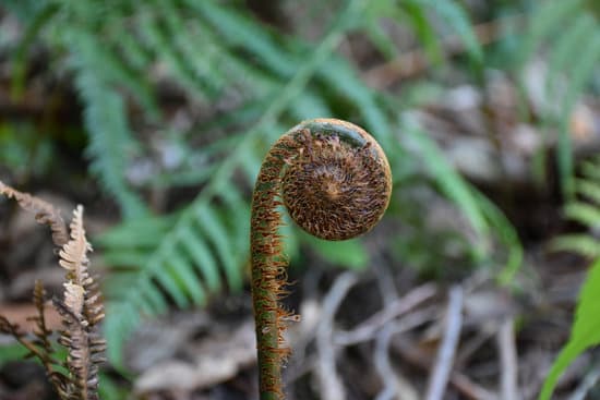 canva fiddle head of fern MAEXMEcMULY