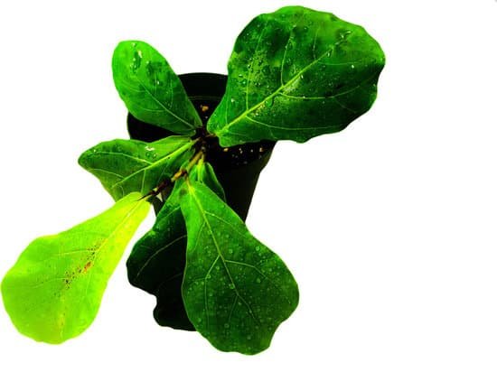 canva fiddle leaf fig MADCg72iNnQ