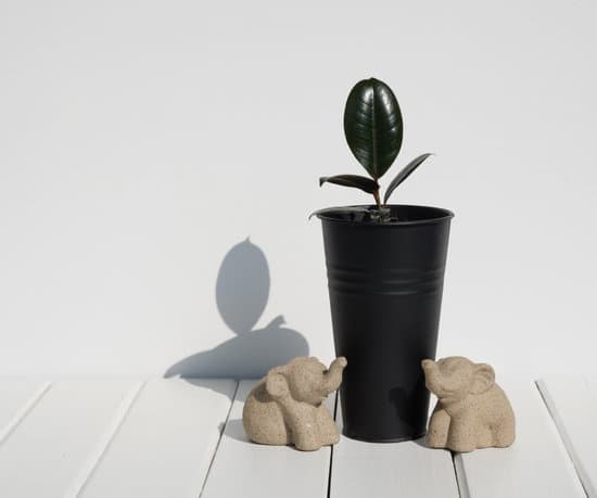 canva fiddle leaf fig minimal stylish houseplant in modern black tall MAEbcEFUWsA