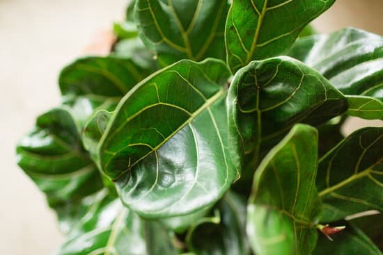 canva fiddle leaf fig tree MAEE00bzA9Q