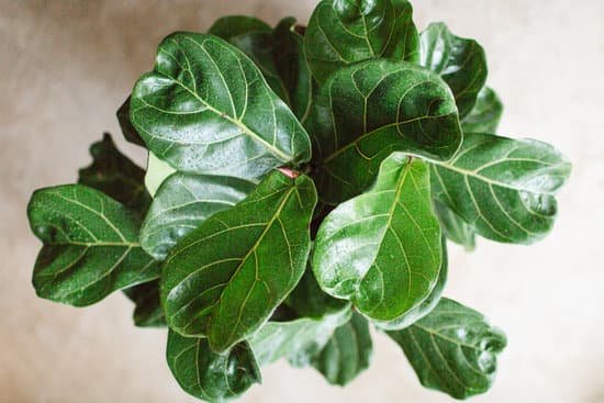 canva fiddle leaf fig tree MAEE06SgCwQ