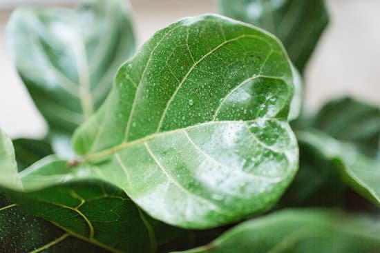 canva fiddle leaf fig tree MAEE0wPpTdw